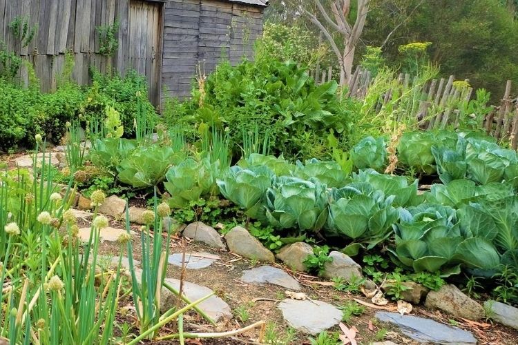 Everything You Need to Know About Garden